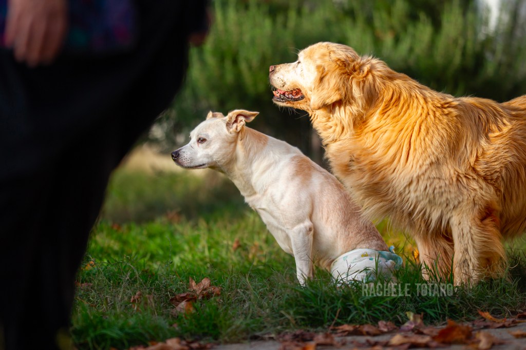 Minù galante con le sue compagne di vita