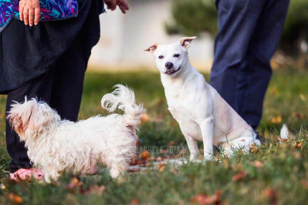 Minù galante con le sue compagne di vita