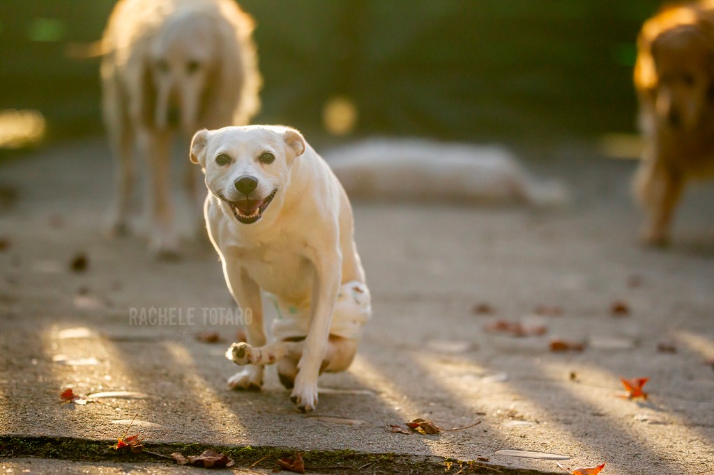 Minù e l'ora dorata