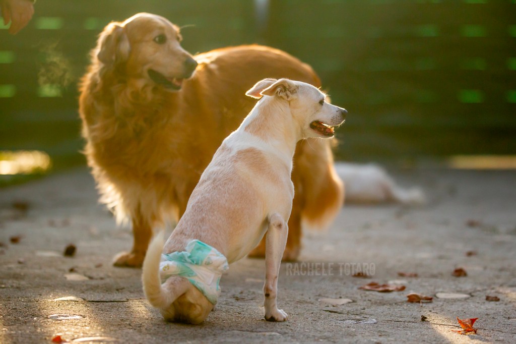 Minù galante con le sue compagne di vita