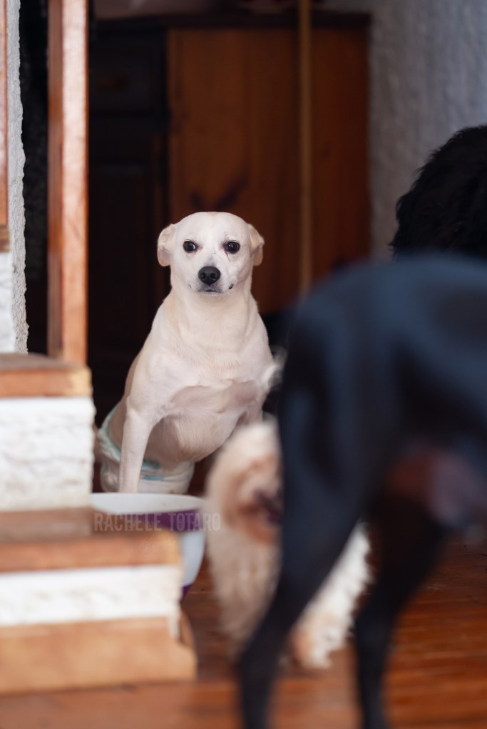 Minù in un attimo di riposo dentro casa