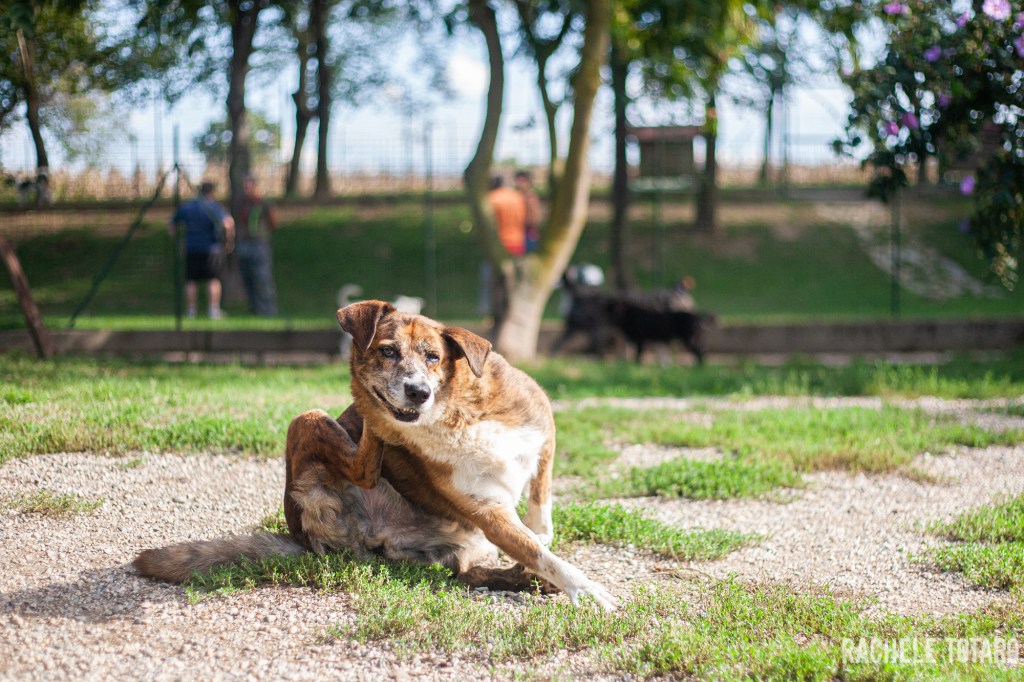 La prima foto che ho fatto a Gastone: il 7 settembre 2019.