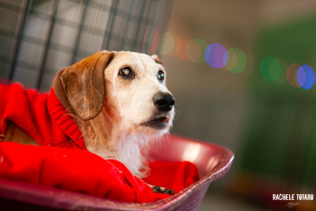 Ritratti di Baffo nel suo lettino