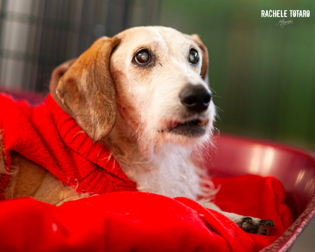 Ritratti di Baffo nel suo lettino