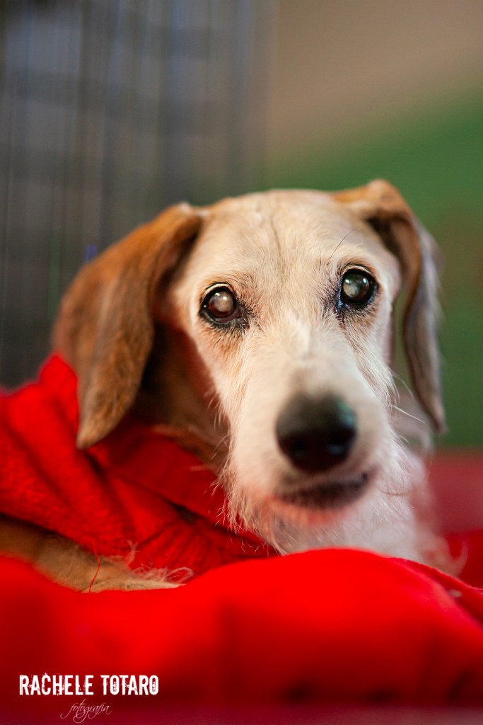 Ritratti di Baffo nel suo lettino