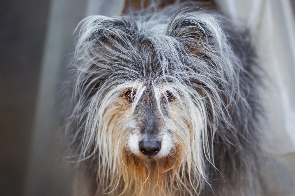 Ritratto di Domitilla